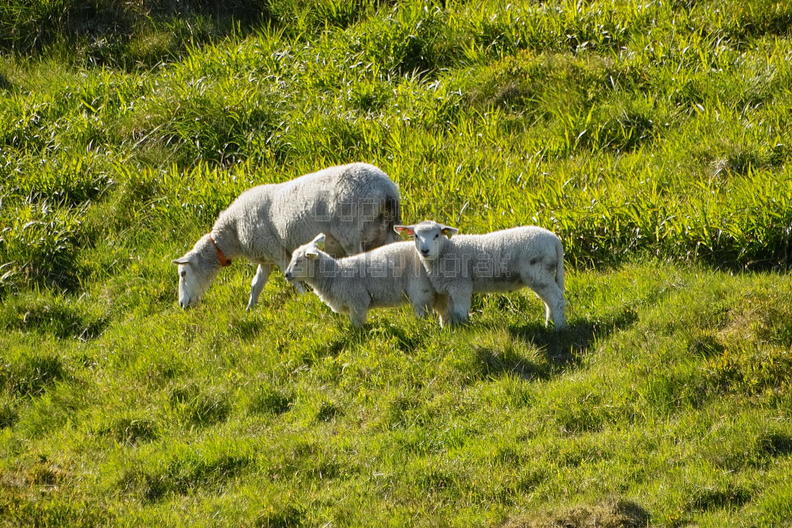 IMG24364 ovce na svazich Mulstotinden